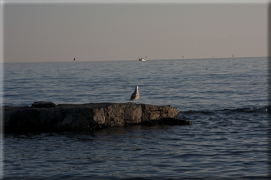 foto Alba e Tramonto a Novigrad